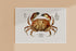 dungeness crab print 16" x 24"